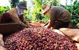 Giá liên tục tăng và neo ở mức cao, người dân trồng cà phê trúng đậm