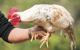 Giống gà tiến vua đắt nhất nhì Việt Nam: Gần Tết lại được săn lùng, 40 triệu/một con cũng có người mua