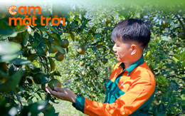 Những quả cam hữu cơ giá 2,2 triệu/kg và câu chuyện "làm nông nghiệp tử tế"