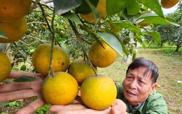 Kiếm tiền tỷ mỗi năm nhờ trồng cam đặc sản bán dịp Tết