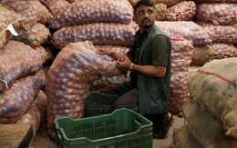 Giá hành tây thế giới tăng vọt sau lệnh cấm xuất khẩu của Ấn Độ