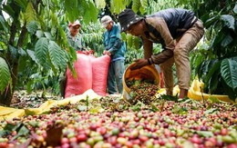 Năm 2024, giá cà phê Việt Nam có thể cao nhất thế giới