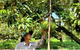 Nhiều nhà vườn ở Tiền Giang thu tiền tỷ nhờ trái sầu riêng nghịch vụ