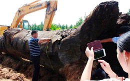 Đào đất tại công trường, công nhân phát hiện khúc gỗ khổng lồ, dài đến 20m: Chuyên gia khẳng định đó là "Đông phương thần mộc" quý giá