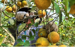 Vườn cam trĩu quả giúp nông dân Nghệ An thu về tiền tỷ