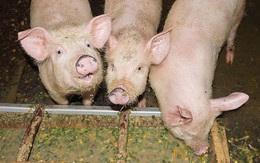 Phần thịt lợn chứa toàn bệnh tật, độc tố, chuyên gia khuyên: Dù giá rẻ cũng bỏ ngay đừng mua