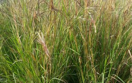 Xôn xao loại cỏ giống sợi tóc, có thể chuyển động như vật thể sống: Hóa ra ở Việt Nam cũng có!