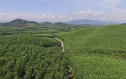 Việt Nam thu gần 1.250 tỷ đồng từ bán chứng chỉ carbon