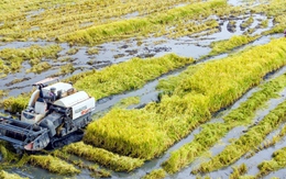 Người dân dân Cà Mau trúng mùa được giá lúa trên đất nuôi tôm