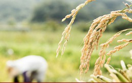 Nga gia hạn lệnh cấm xuất khẩu gạo