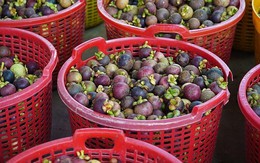 'Nữ hoàng trái cây' của Việt Nam được thị trường thế giới liên tục săn đón: xuất khẩu hàng trăm triệu USD, từng tạo hot trend không kém thanh long