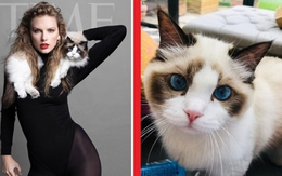 Mèo cưng mắt xanh "quý hơn vàng" của Taylor Swift mới xuất hiện sang trọng trên bìa tạp chí cùng chủ nhân, có giá trị ước tính 2.400 tỷ VNĐ