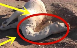 Vì sao không ai dám động vào xác lạc đà giữa sa mạc, thậm chí coi là "vũ khí sinh hóa"?