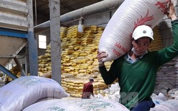 Vì sao xuất khẩu gạo giảm, giá lúa tăng vù vù?