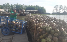 Trái dừa khô mất giá hơn 1 năm qua