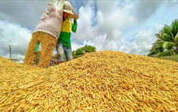Giá gạo ở Đồng bằng sông Cửu Long tăng