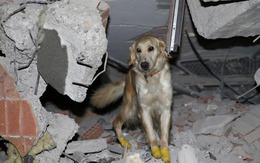 Chú chó cứu hộ ở Thổ Nhĩ Kỳ: Bị thương vẫn miệt mài tìm kiếm nạn nhân động đất
