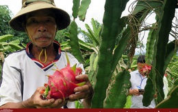 Thanh long tắc đường sang Nhật, nông dân như "ngồi trên lửa"