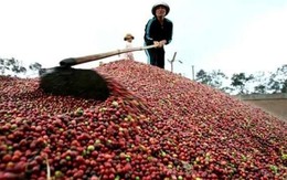Xuất khẩu gần 2 triệu tấn, kim ngạch hơn 4 tỷ USD - năm 2023 của cà phê Việt Nam sẽ thế nào?