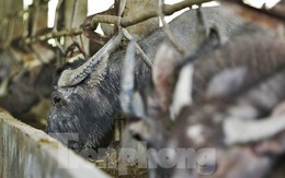 Cận cảnh trang trại nuôi trâu lớn nhất Hà Tĩnh