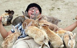 Gần nghìn con thỏ ở Nhật đối diện nguy cơ bị xóa sổ chỉ vì một việc làm của du khách