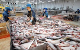 Giá cá tra tăng, doanh nghiệp 'đói' nguyên liệu