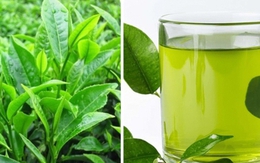 Uống trà xanh tươi mỗi ngày có tốt không?