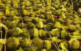 Hoa quả Việt xuất sang Trung Quốc tăng mạnh