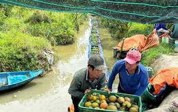'Giải cứu' hàng trăm tấn cam sành của nông dân Vĩnh Long