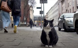 Chỉ ăn rồi lăn ra ngủ, chú mèo béo kéo cả ngàn du khách về cho thành phố