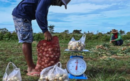 Loại củ có giá rẻ bán tràn lan tại chợ Việt lại đang gặp khủng hoảng trên toàn thế giới, giá tăng đến gần 800%, đắt hơn thịt do nguồn cung quá khan hiếm