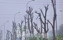 Hà Nội: Loạt cây xanh chết khô ở đại lộ Thăng Long, đơn vị nào chịu trách nhiệm?