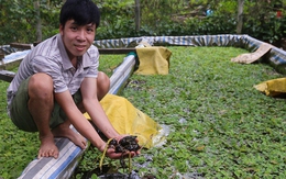 Thất nghiệp, hướng dẫn viên du lịch về quê nuôi ốc kiếm hơn 30 triệu đồng/tháng, sở hữu trại ốc lớn nhất Quảng Nam