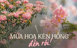 Chưa đến tháng 3, hoa kèn hồng đã nở rực rỡ ở TP.HCM: Thơ đến mức ai cũng xúng xính váy áo đến “sống ảo”