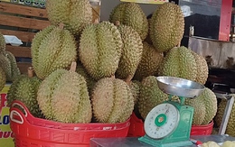 Giá sầu riêng 180.000 đồng/kg, thương lái không mua nổi