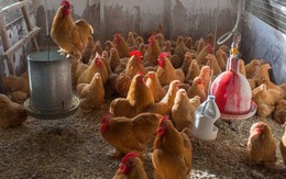 Phú quý "tụt lùi": Dân Mỹ đổ xô đi xây chuồng gà vì nỗi ám ảnh giá trứng tăng phi mã, các trại giống oằn mình đáp ứng nhu cầu