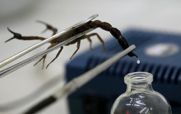 Tại sao nọc độc bọ cạp lại được mệnh danh là chất lỏng đắt nhất thế giới?