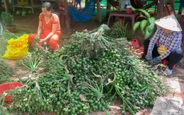 Trung Quốc gom mua cau non giá cao, Cục Trồng trọt khuyến cáo không trồng ồ ạt