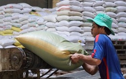 Vì sao xuất khẩu gạo 'phá' kỷ lục nhưng lợi nhuận doanh nghiệp teo tóp?
