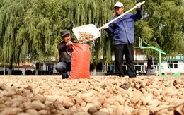 Loạt hạt “nhà trồng được” của Việt Nam đang khan hiếm trên toàn cầu, Trung Quốc mạnh tay gom khắp nơi do thiếu trầm trọng