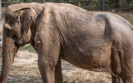 Hình ảnh chú voi bị hủy hoại cột sống phản ánh mặt tối của ngành công nghiệp du lịch