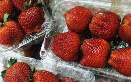 Đặc sản Sơn La "nhuộm đỏ" chợ mạng: Tiểu thương tiết lộ dâu Mộc Châu nhập từ vườn giá thấp nhất là 100k/kg