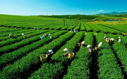 Một loại nông sản xuất khẩu sang Trung Quốc tăng mạnh hơn 400% trong 2 tháng đầu năm