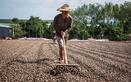 Hai tháng 2023: Việt Nam nhập khẩu 130 triệu USD một loại hạt thô từ Campuchia