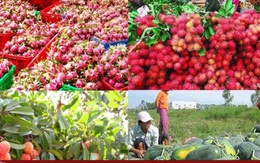 Trung Quốc - Thị trường lớn nhất của nông sản Việt Nam