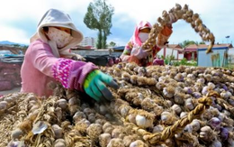 Mặt hàng này của Việt Nam được Trung Quốc ráo riết “săn lùng”, xuất khẩu tăng đột biến 20.000% trong năm 2022