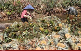 Giá dứa tăng mạnh, nông dân lãi hàng trăm triệu