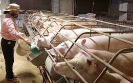 Thức ăn chăn nuôi cao, nông dân bán lợn không đủ trả tiền cám