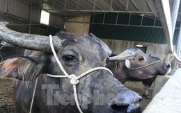 Đến chợ trâu bò lớn nhất Bắc Trung Bộ xem nườm nượp kẻ bán người mua 'tuyển hàng'