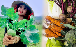 Cô gái bỏ phố lên Đà Lạt chữa lành: Chưa kịp làm gì thì tiêu gần 100 triệu, mượn tiền thuê đất trồng rau duy trì cuộc sống